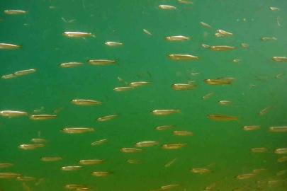 Van Gölü’ne dönüş yolculuğunda yavru inci kefallerinden görsel şölen