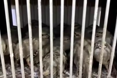 Van’da kafes avcılığı yapan 2 şahsa 211 bin 764 TL idari para cezası uygulandı