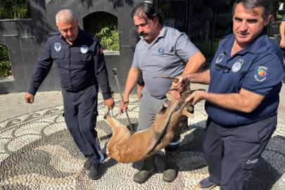 Yaralı dağ keçisi tedaviye alındı