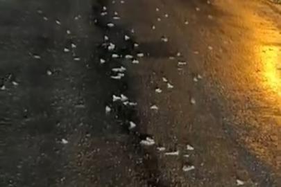 Yüzlerce kurbağa kara yoluna çıktı